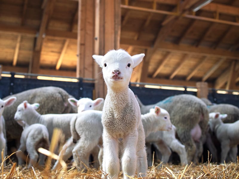 A little lamb in a stable